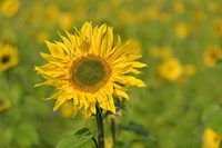 Sunflower Fine Art Print