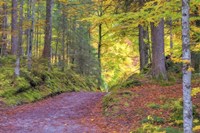 Wood Walk Painting Fine Art Print