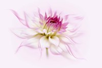 Dancing Flower Dahlia Fine Art Print
