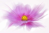Dancing Flower Deep Pink Cosmos Fine Art Print