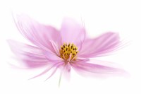 Dancing Flower Pink Cosmos Fine Art Print