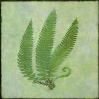 Fern Series Vintage II Fine Art Print