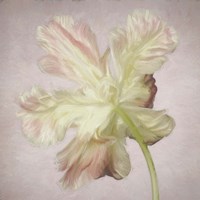 Pink Parrot Tulip Painting II Fine Art Print