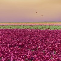 Carmine Tulip Field Fine Art Print