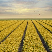 Daffodil Fields Fine Art Print