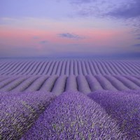 Lavender Field at Dusk Fine Art Print