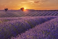 Lavender Field at Sunset Fine Art Print