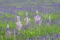 Lavender Fields with Clary Sage Fine Art Print