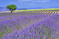 Lavender Fields with Tree Fine Art Print