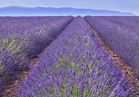 Lavender Rows Fine Art Print