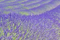 Lavender Fine Art Print