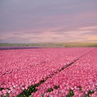 Pink Tulip Fields Fine Art Print