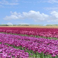 Violet Tulip Fields Fine Art Print