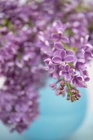 Lilacs in Blue Vase II Fine Art Print