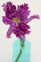 Purple Parrot Tulip Fine Art Print