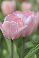 Tulip Flower Baronesse Fine Art Print