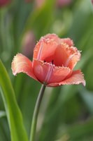 Tulip Flower Parabola Fine Art Print