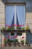 Window With Red Geraniums Fine Art Print