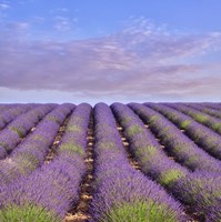 Lavender Hill Fine Art Print