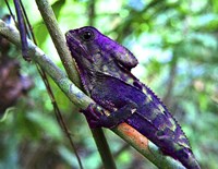 Purple Iguana Fine Art Print