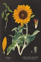 Sunflower Chart Fine Art Print