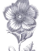 Belle Fleur II Light Crop Fine Art Print