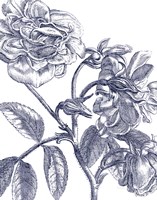 Belle Fleur I Light Crop Fine Art Print