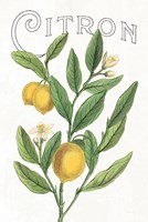 Classic Citrus V v2 Framed Print