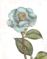 Bloemen Boek V on White Fine Art Print