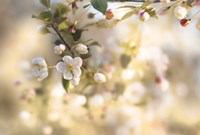 Blush Blossoms I Pastel Framed Print