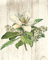 Magnolia de Printemps no Words Fine Art Print