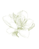 Le Jardin Printemps Pattern I Magnolia Fine Art Print