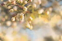 Blush Blossoms II Pastel Fine Art Print