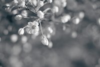 Blush Blossoms II BW Framed Print