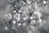 Blush Blossoms I BW Fine Art Print