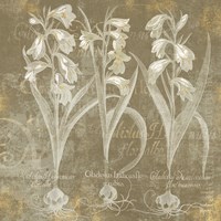 Flower Lines I Fine Art Print