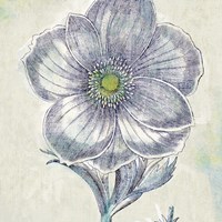 Belle Fleur II Fine Art Print