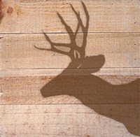 Deer Fine Art Print