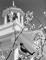 1950s Robin Perched On Blossoming Fine Art Print
