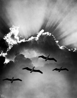 Birds In Sky Flying Fine Art Print