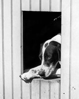 1930s Hunting Dog Pointer Looking Out Of His Doghouse Fine Art Print