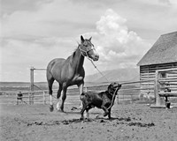 1950s 1960s Black Dog Leading Horse By Holding Rope Fine Art Print