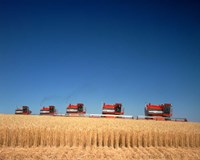 1970s Five Massey Ferguson Combines Harvesting Wheat Nebraska Usa Fine Art Print