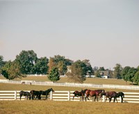 1990S Group Of Horses Beside White Pasture Fence Fine Art Print