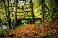 Black Forest River Bridge Fine Art Print
