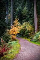 Black Forest Path III Fine Art Print