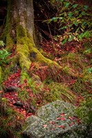 Along the Forest Path Fine Art Print