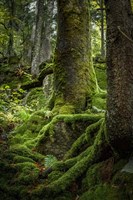 Ancient Forest Fine Art Print