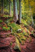 Overseers of the Path Fine Art Print