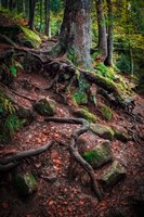 Sentinels Along Our Path Fine Art Print